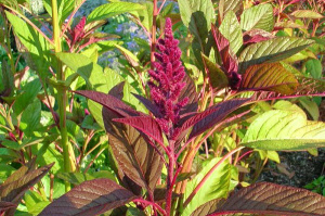 Амаранта трава, 50 гр, п/п (011227) — фото