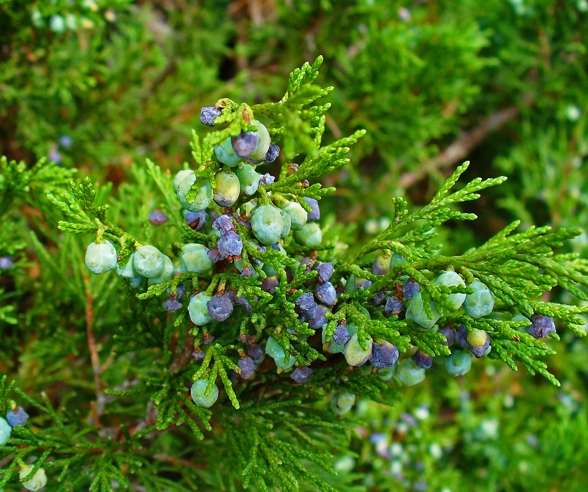 Артыш, 25 гр, п/п (010527) — фото