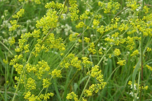 Подмаренника настоящего трава, 50 гр, п/п — фото