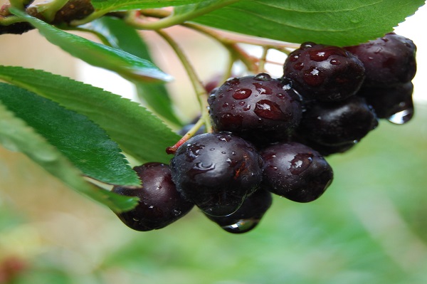 Аронии плоды, 100 гр, п/п (011127) — фото