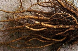 Алтея корень, 50 гр, п/п — фото