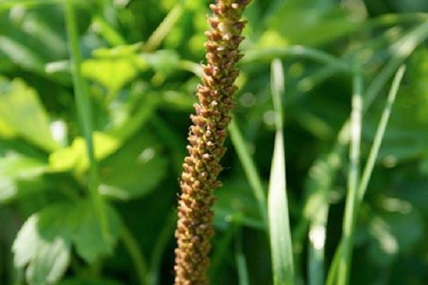 Подорожника семена, 25 гр, п/п — фото