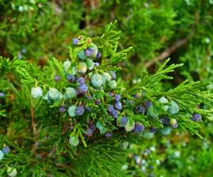 Артыш, 25 гр, п/п (010527) — фото