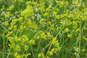 Подмаренника настоящего трава, 50 гр, п/п — фото