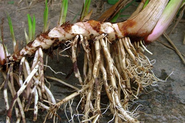 Аира болотного корневища, 50 гр, п/п — фото